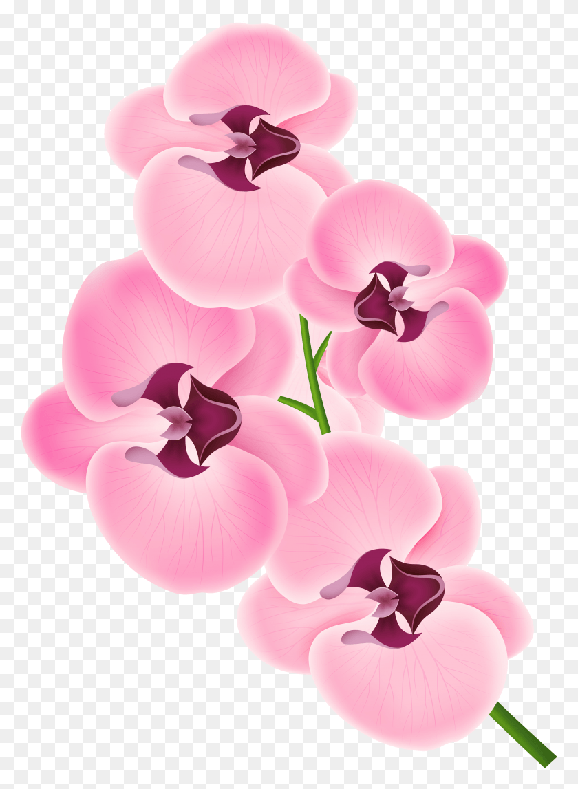 3849x5366 Flowers Clipart Cuban Pink Orchid Clipart HD PNG Download
