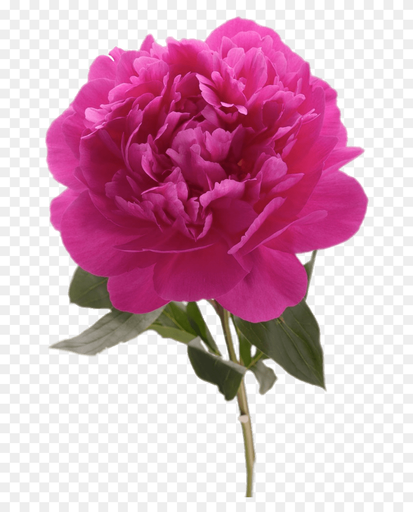 664x980 Flowers Common Peony, Plant, Flower, Blossom HD PNG Download