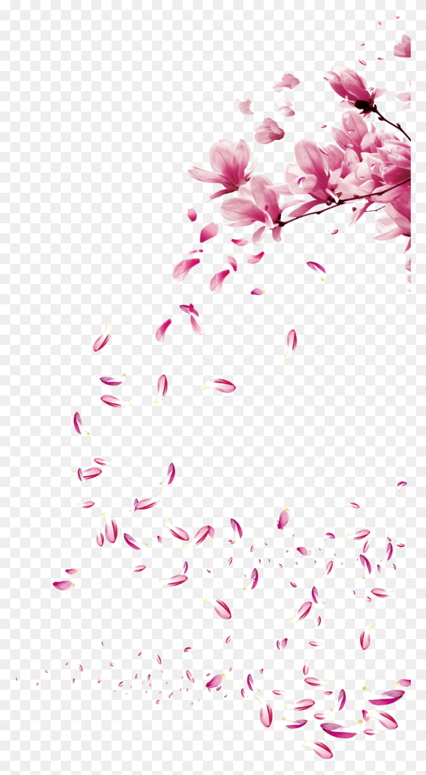 802x1510 Flowers Flores Sakura Ptalas Ptala Sticker Cherry Blossom Brush, Plant, Flower, Blossom HD PNG Download