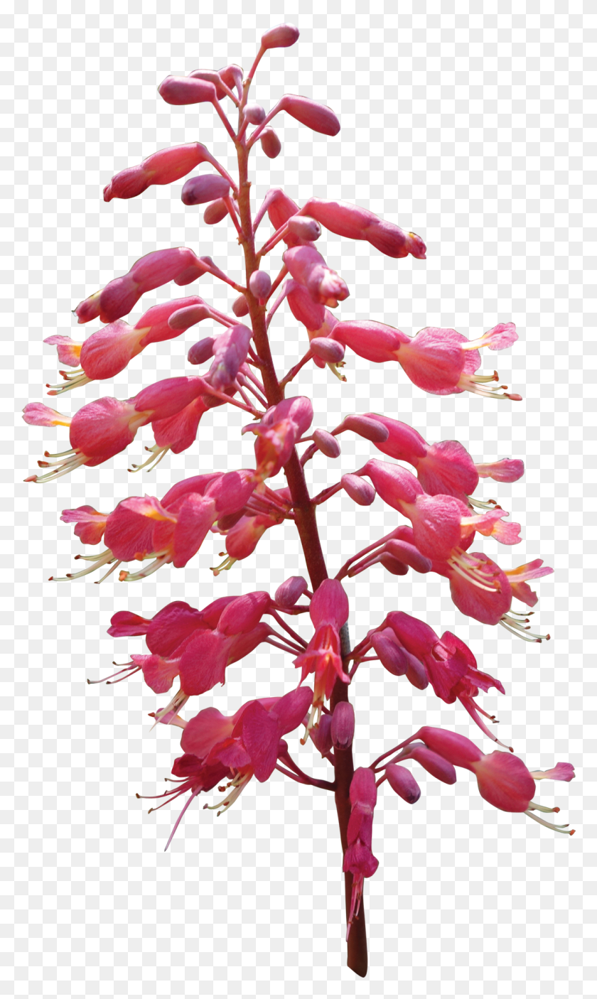 1096x1892 Цветы Цветок, Растение, Цветение, Acanthaceae Hd Png Скачать