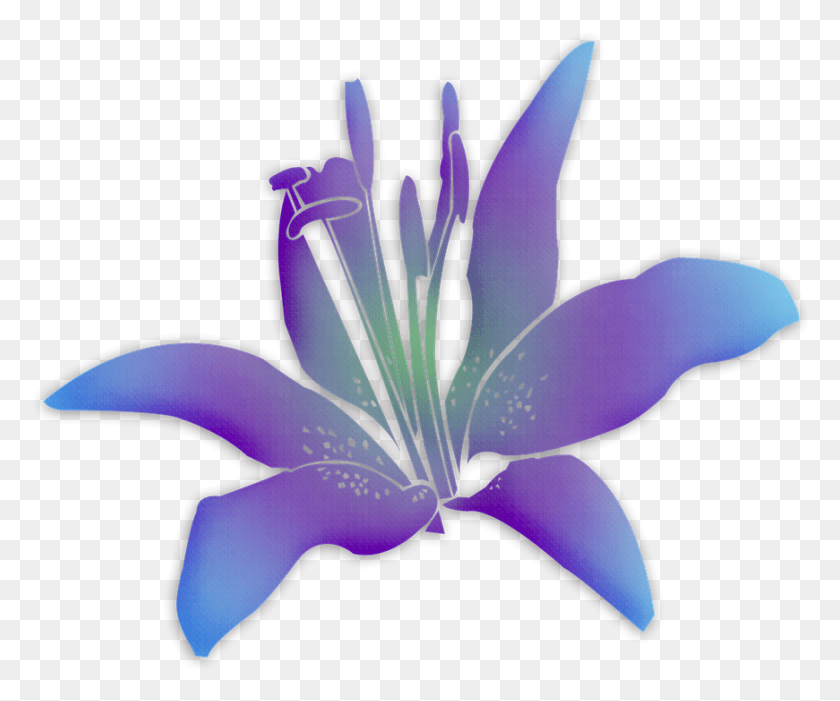 870x716 Flowers Flower Purple Flower Lily, Plant, Blossom, Bird HD PNG Download