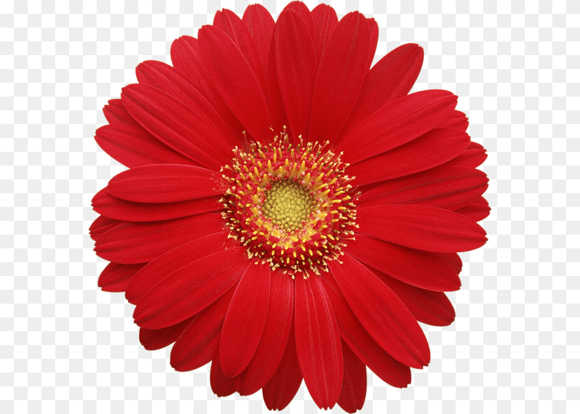 Flowers Flowers Daisy, Flower, Plant, Pollen, Petal PNG