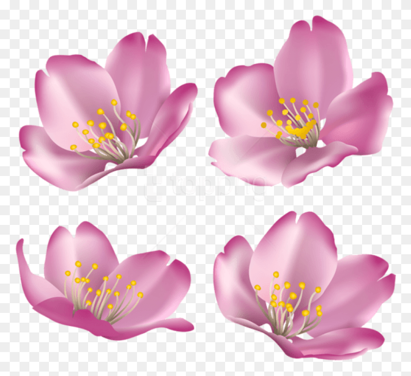 833x758 Flowers For Decoration Clipart Photo Rosa Rubiginosa, Plant, Flower, Blossom HD PNG Download
