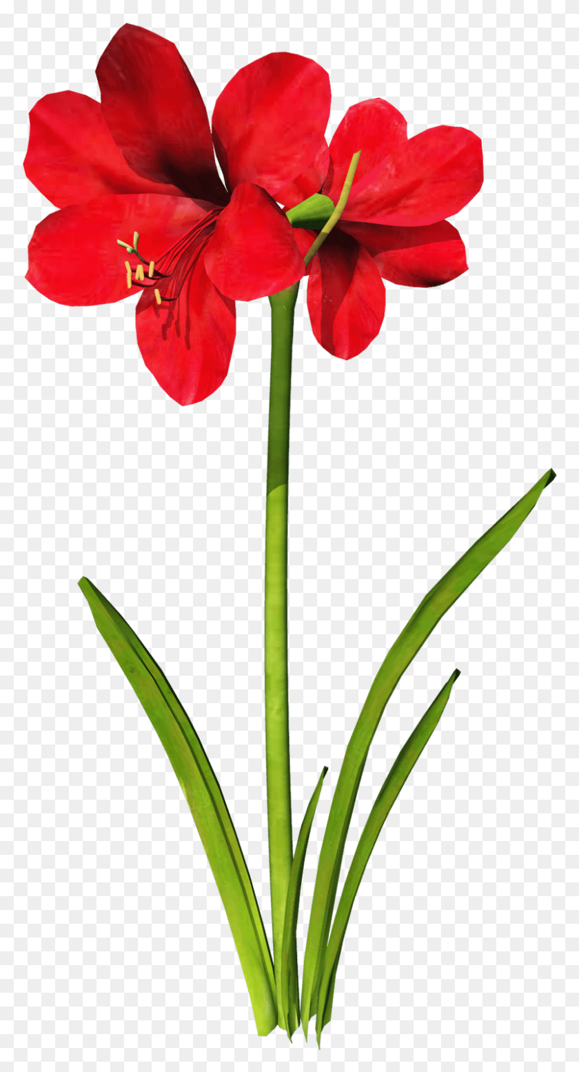 801x1536 Flowers For Flower Design Clip Art Amaryllis Clipart, Plant, Blossom, Amaryllidaceae HD PNG Download