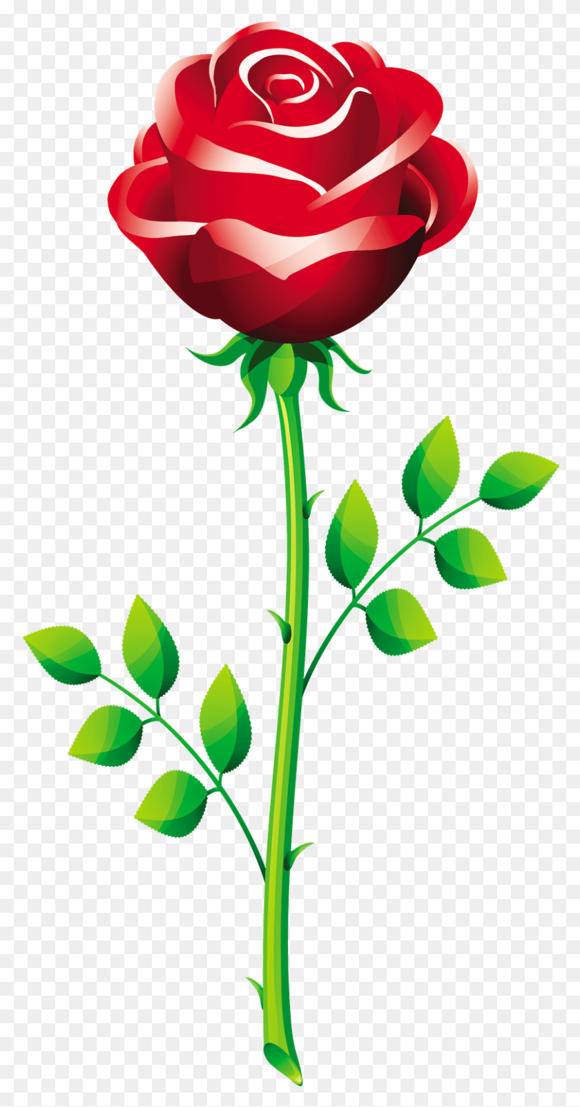 810x1601 Flowers For Rose Flower Vector, Plant, Rose, Flower HD PNG Download