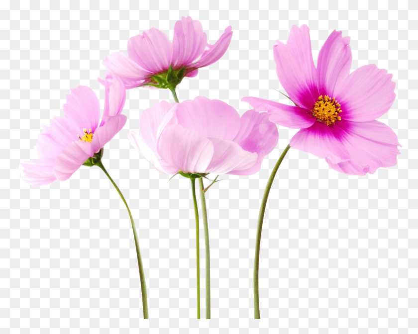1722x1352 Цветы Бесплатно Настоящие Цветы Прозрачный Фон, Растение, Лепесток, Цветок Png Скачать