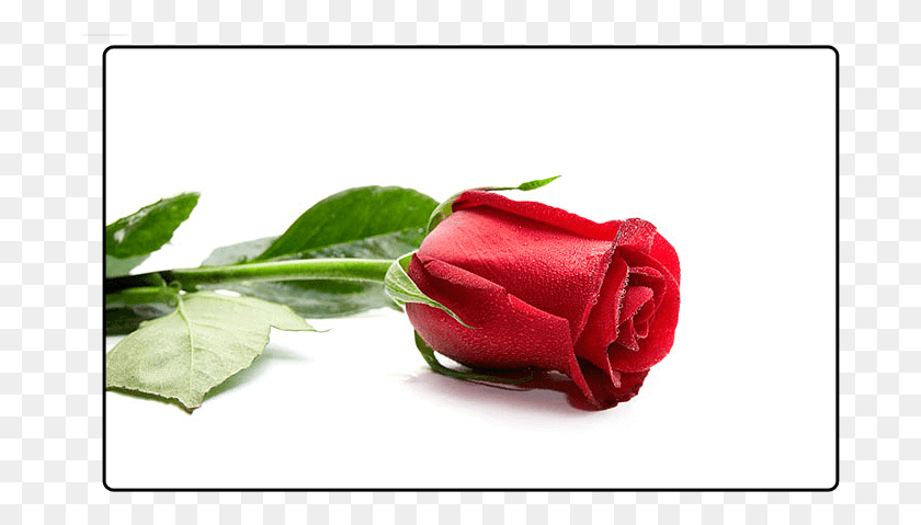 693x419 Цветы Садовые Розы, Роза, Цветок, Растение Hd Png Скачать