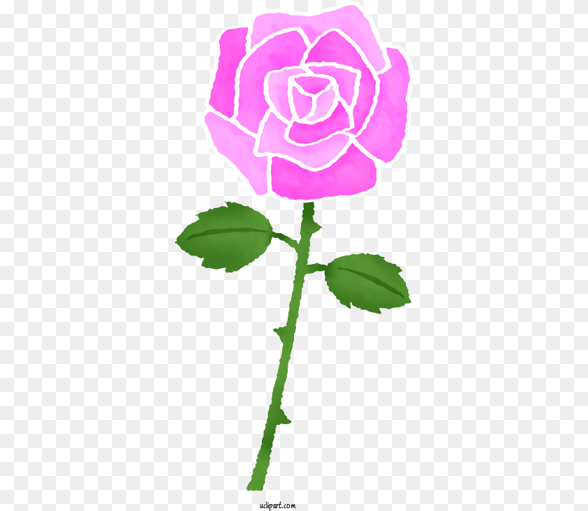 343x730 Flowers Garden Roses Drawing Color For Color Flower Drawing Hd, Plant, Rose, Person PNG