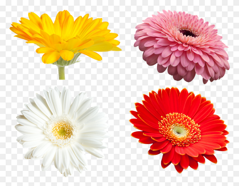 925x704 Flowers Gerbera Transmission Yellow Flowers Barberton Daisy, Dahlia, Flower, Plant HD PNG Download
