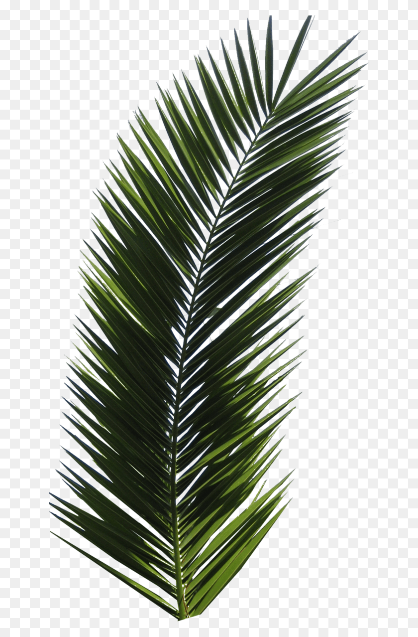 646x1218 Flowers Graphic Art And Textures Image Palm Tree Leaf, Plant, Tree, Fir HD PNG Download