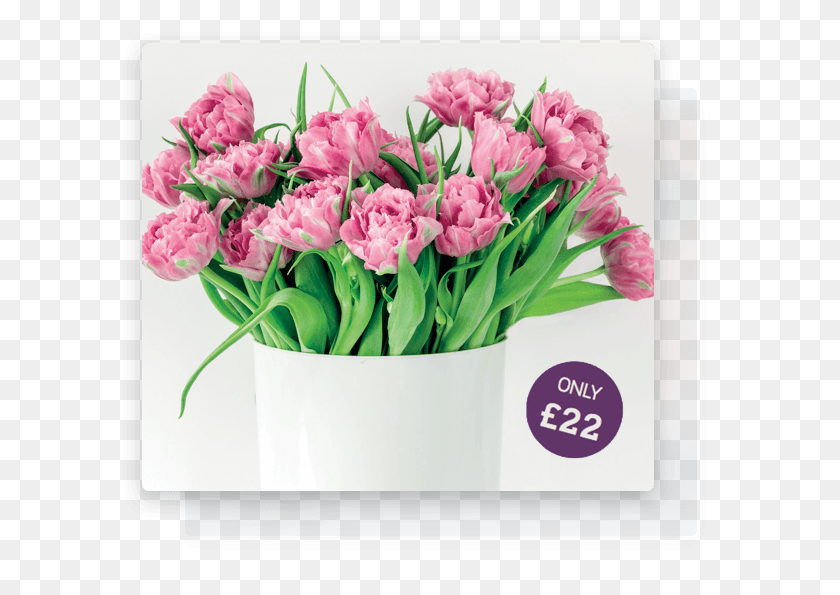 597x535 Flowers New Forest Tulip, Plant, Flower, Blossom HD PNG Download