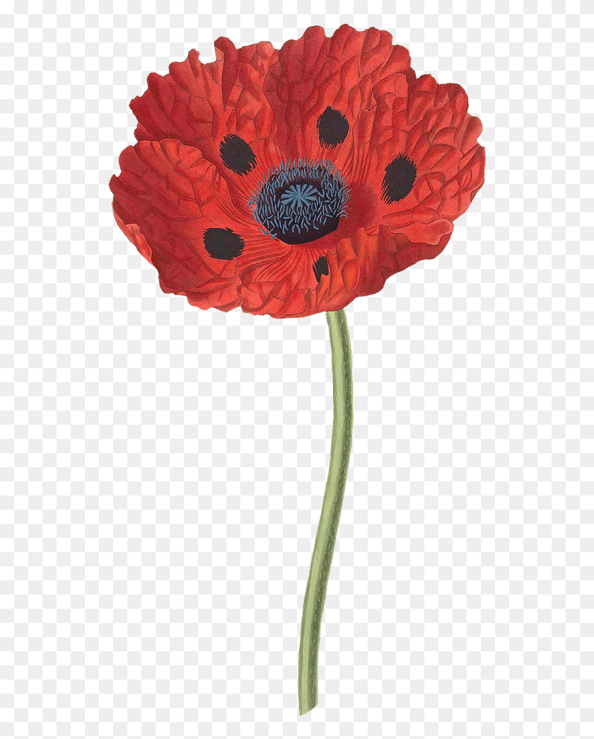 539x984 Цветы Papaver Bracteatum, Растение, Цветок, Цветение Hd Png Скачать