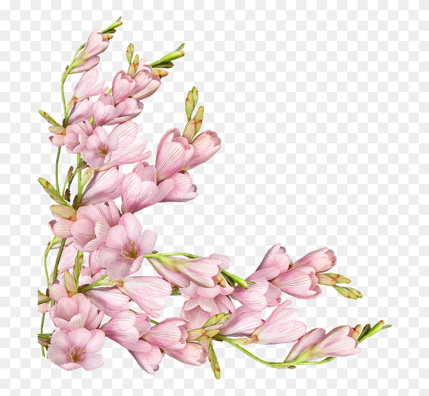 694x714 Цветы Розовые Весенние Композиции Украшение Карты Майфлауэр, Растение, Цветок, Цветение Png Скачать