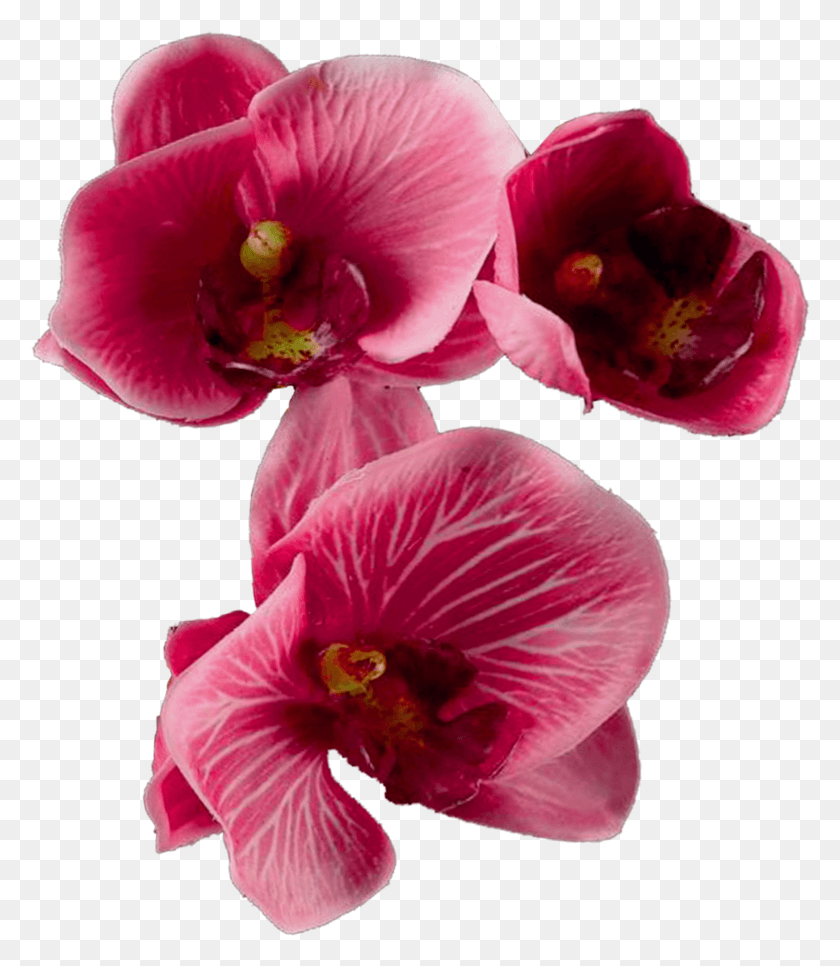 780x906 Цветы Переносимая Сетевая Графика, Растение, Цветок, Цветение Hd Png Скачать