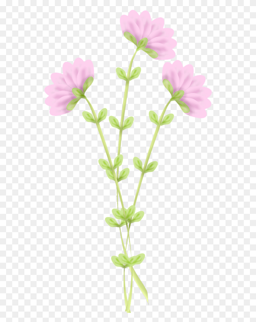 554x994 Цветы Весенний Цветок Клипарт, Герань, Цветок, Растение Hd Png Скачать