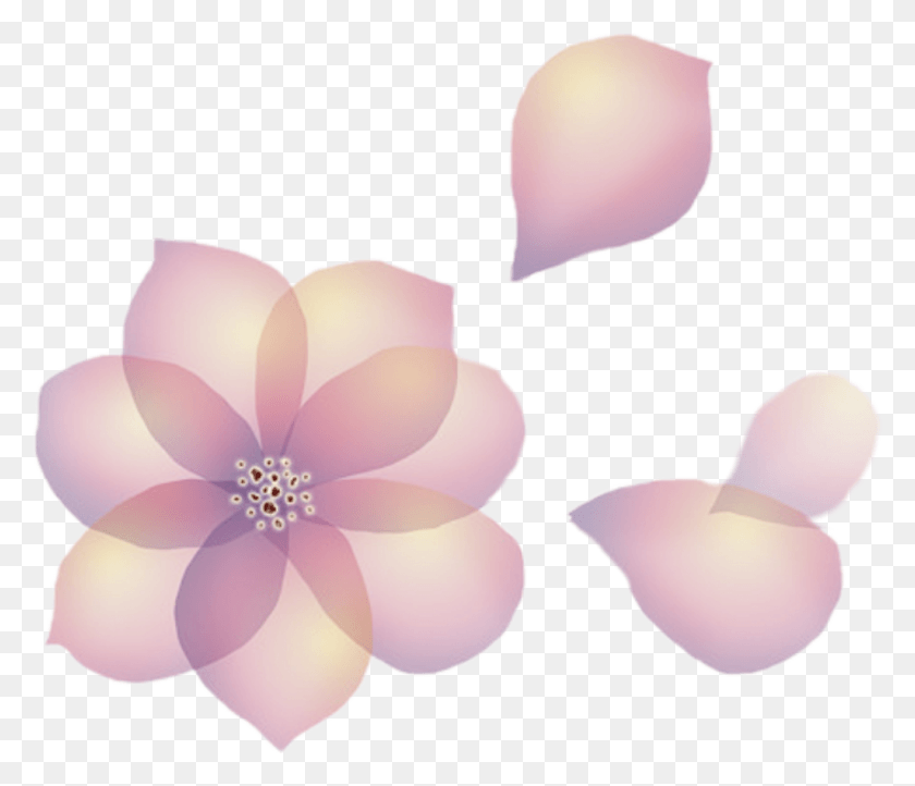 1024x870 Цветы Стикер Магнолия, Лепесток, Цветок, Растение Hd Png Скачать