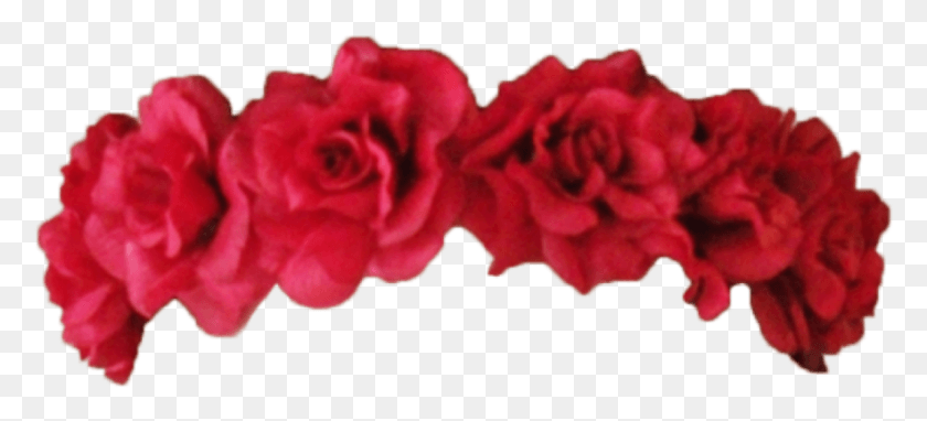 885x366 Цветы Стикер Красный Цветок Корона, Растение, Роза, Цветок Hd Png Скачать