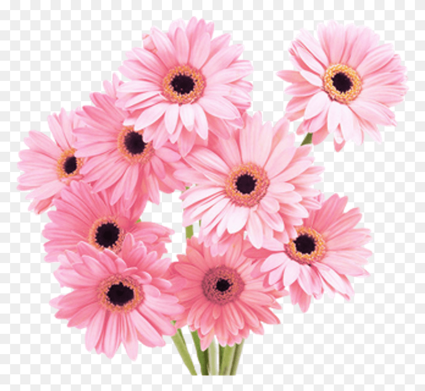 827x756 Flowers Tumblr Flowers, Daisy, Flower, Plant HD PNG Download