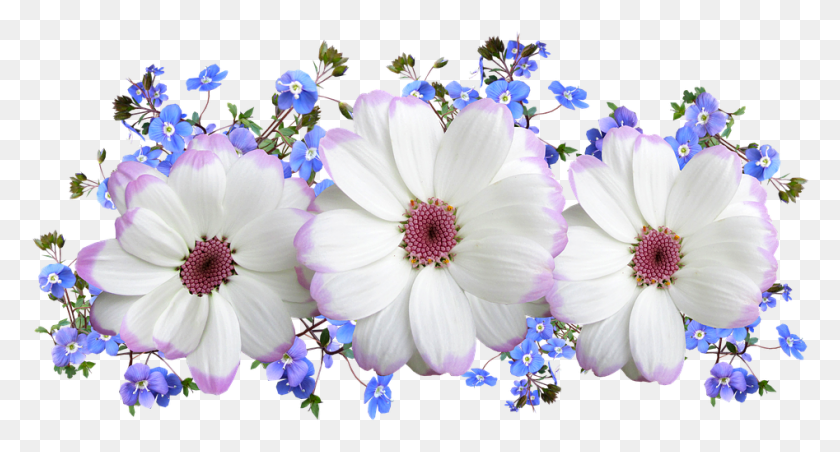 947x477 Цветы Белые И Синие Цветочные Композиции Африканская Ромашка, Растение, Цветок, Цветение Png Скачать