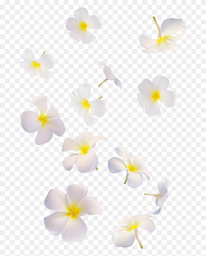 680x985 Flowers White White Flolwers Falling Many Overlay Falling White Flowers, Petal, Flower, Plant HD PNG Download