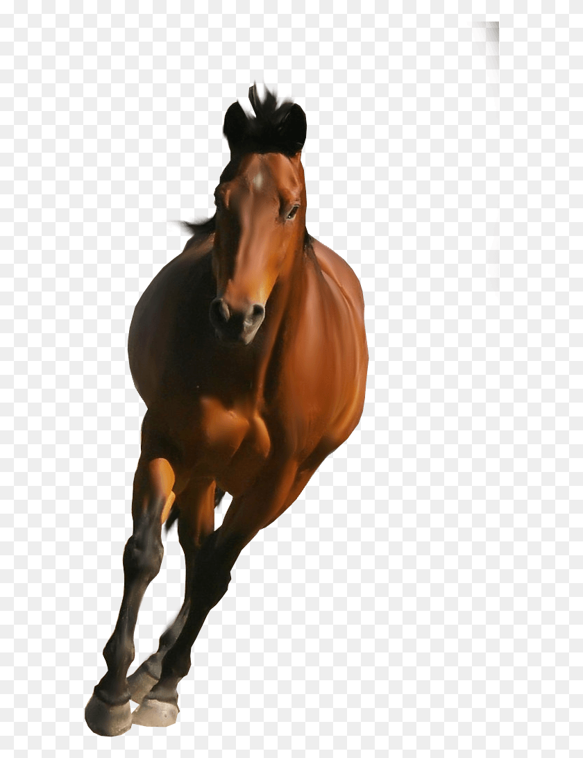 598x1032 Флейта Клипарт На Прозрачном Фоне Бегущая Лошадь, Лошадь, Млекопитающее, Животное Hd Png Скачать