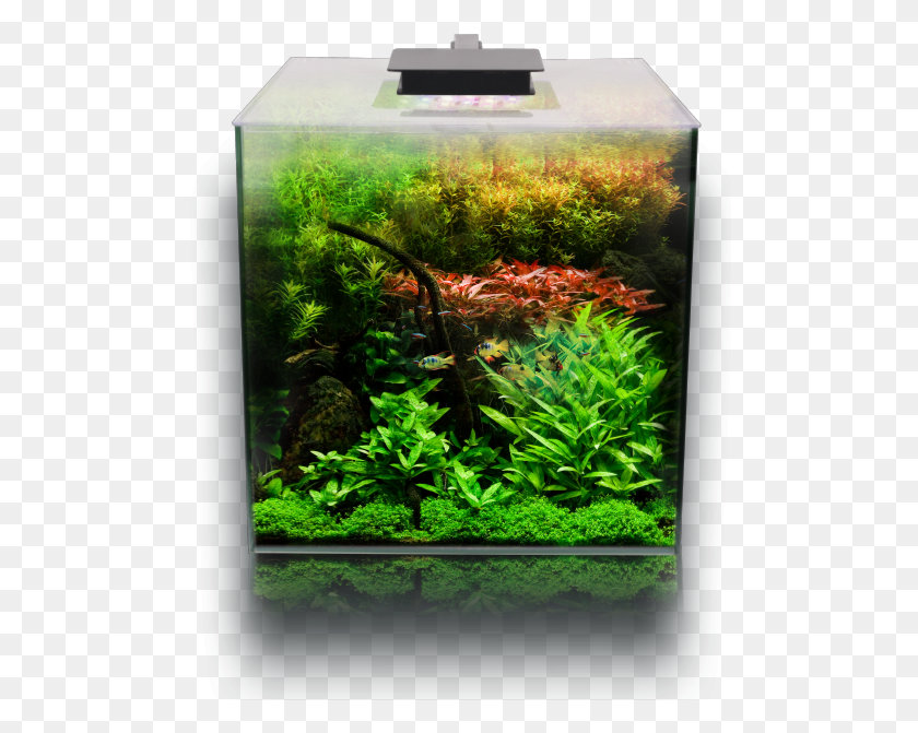 498x611 Fluval Flora, Water, Aquarium, Sea Life HD PNG Download