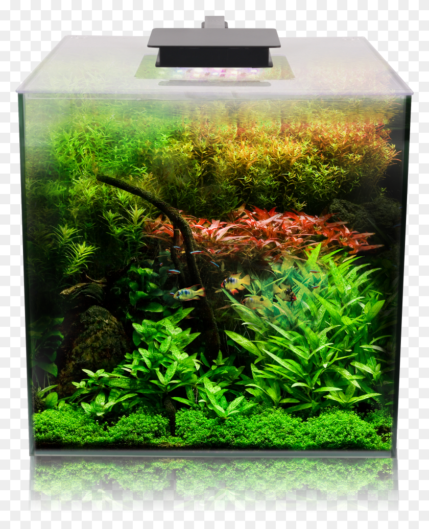 2245x2812 Fluval Flora Plant Kit HD PNG Download