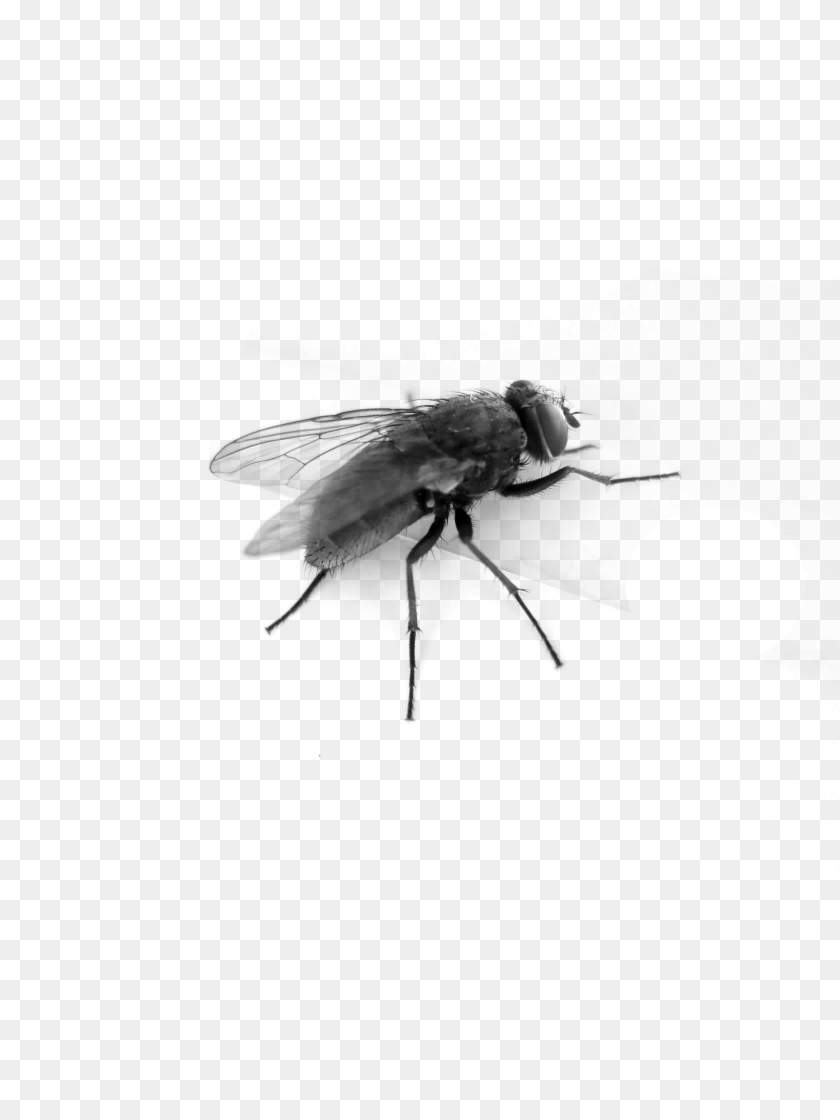 Fly, Gray Sticker PNG