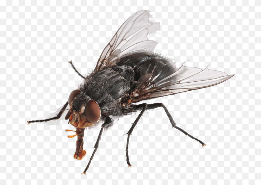 674x538 Fly Body Of A Fly, Insect, Invertebrate, Animal HD PNG Download