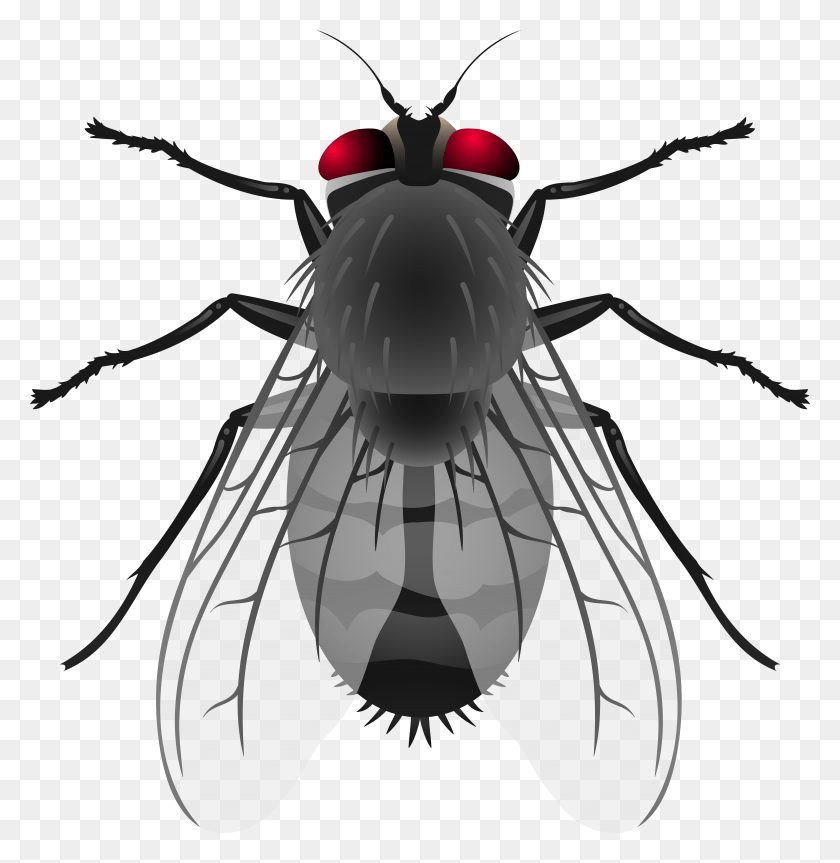 7667x7901 Fly Clipart, Insect, Invertebrate, Animal HD PNG Download