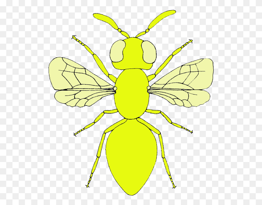 533x598 Fly Clipart Mosca Net Winged Insects, Wasp, Bee, Insect HD PNG Download
