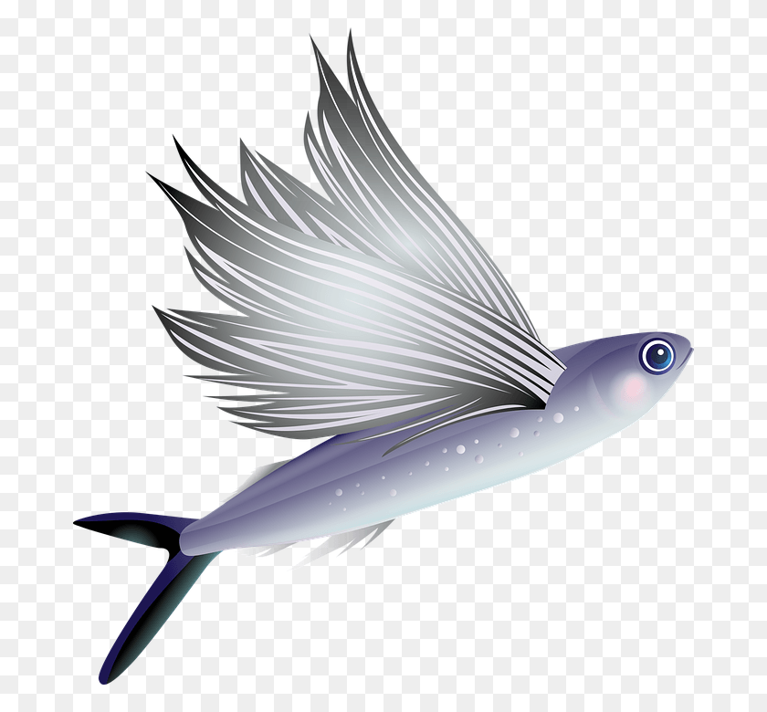 680x720 Fly Fish, Animal, Sea Life, Swordfish HD PNG Download
