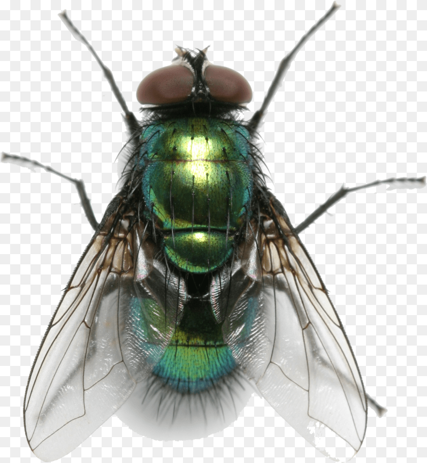 Fly Free Background Fly Transparent, Animal, Insect, Invertebrate Sticker PNG