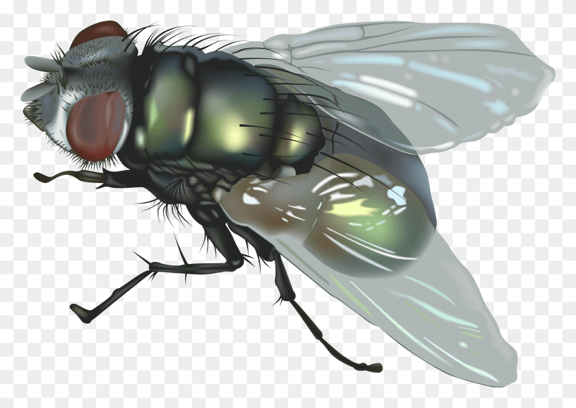 2400x1647 Fly Image Flies, Animal, Insect, Invertebrate HD PNG Download