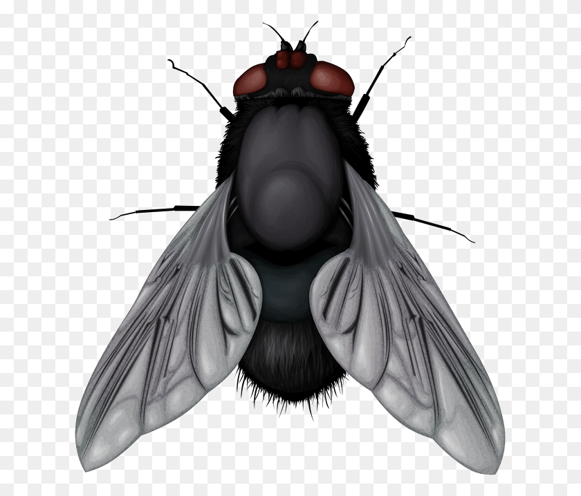 623x658 Mosca Png / Insecto Hd Png