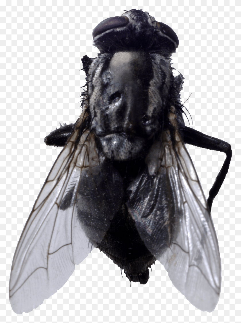 1614x2204 Fly Image Fly With No Background, Insect, Invertebrate, Animal HD PNG Download