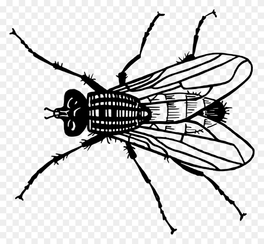 782x720 Fly Insect Drawing, Gray, World Of Warcraft HD PNG Download