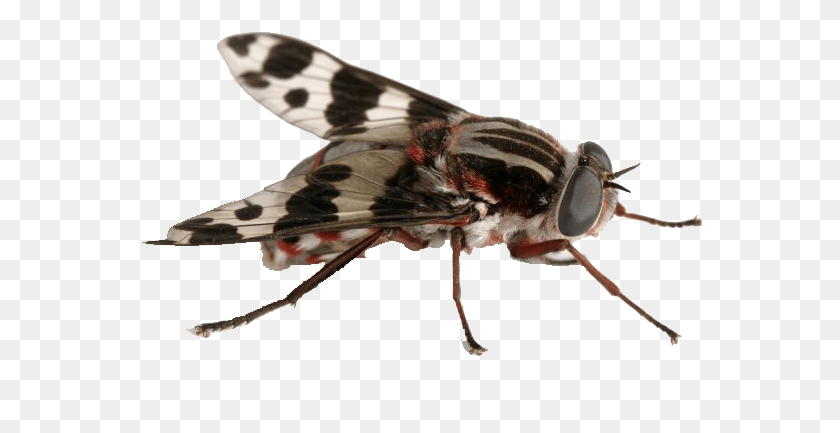 567x373 Fly Species Australia, Insect, Invertebrate, Animal HD PNG Download