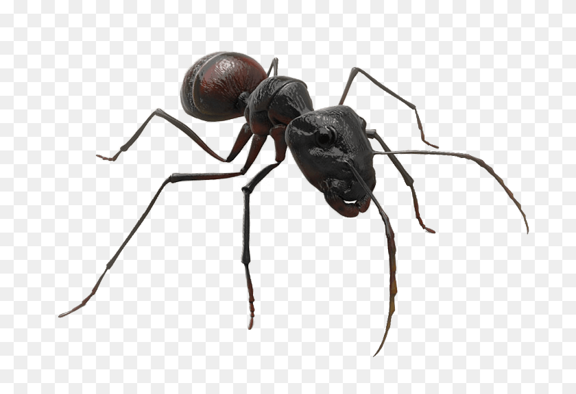 705x516 Flying Ant, Spider, Invertebrate, Animal HD PNG Download