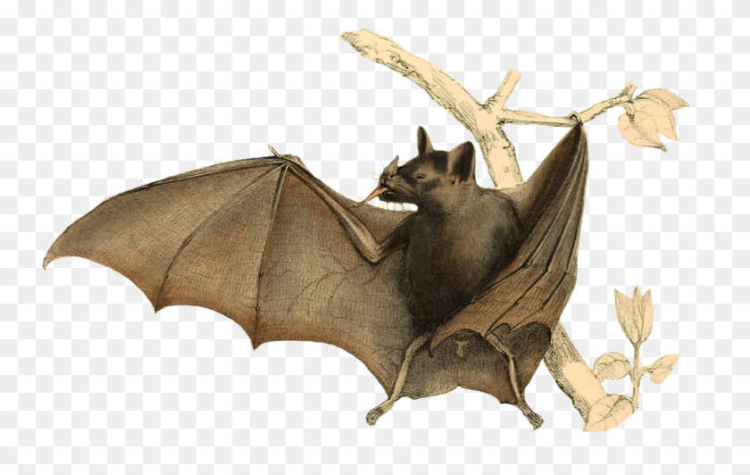 1058x641 Flying Bats Drawing Bat, Animal, Wildlife, Mammal HD PNG Download