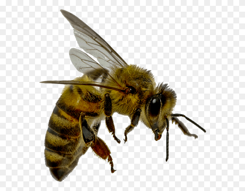575x593 Flying Bee 42bcopy Animales Que Benefician A Los Humanos, Honey Bee, Insect, Invertebrate HD PNG Download