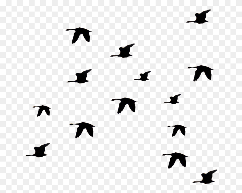 673x609 Flying Birds Silhouette Flying Bird Graphic Bird Gif Fly, Nature, Outdoors, Text HD PNG Download
