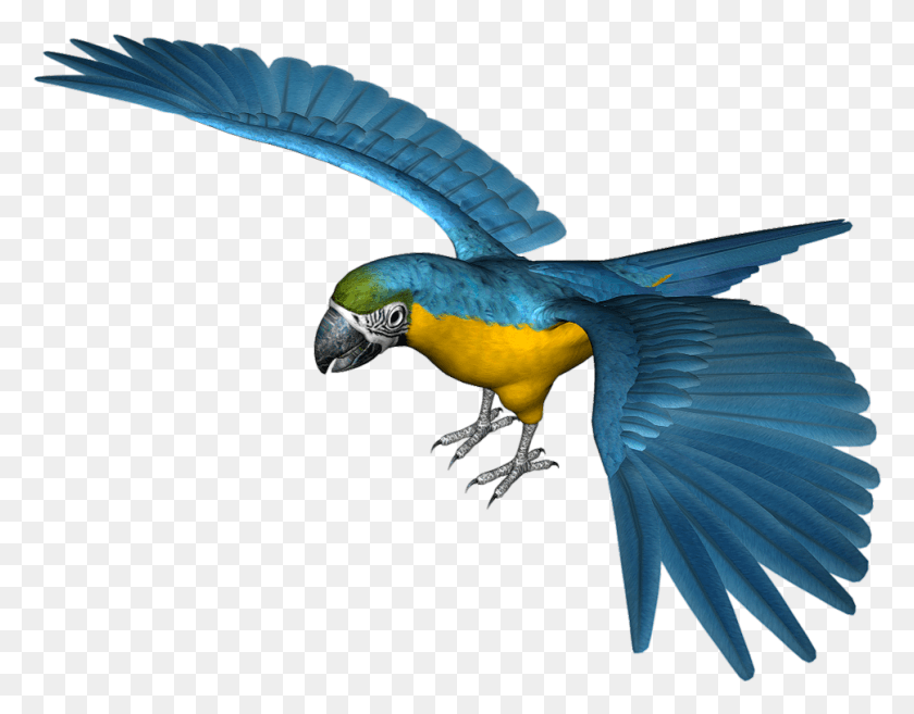 969x742 Flying Blue Parrot Bird Transparent Background, Animal, Macaw HD PNG Download