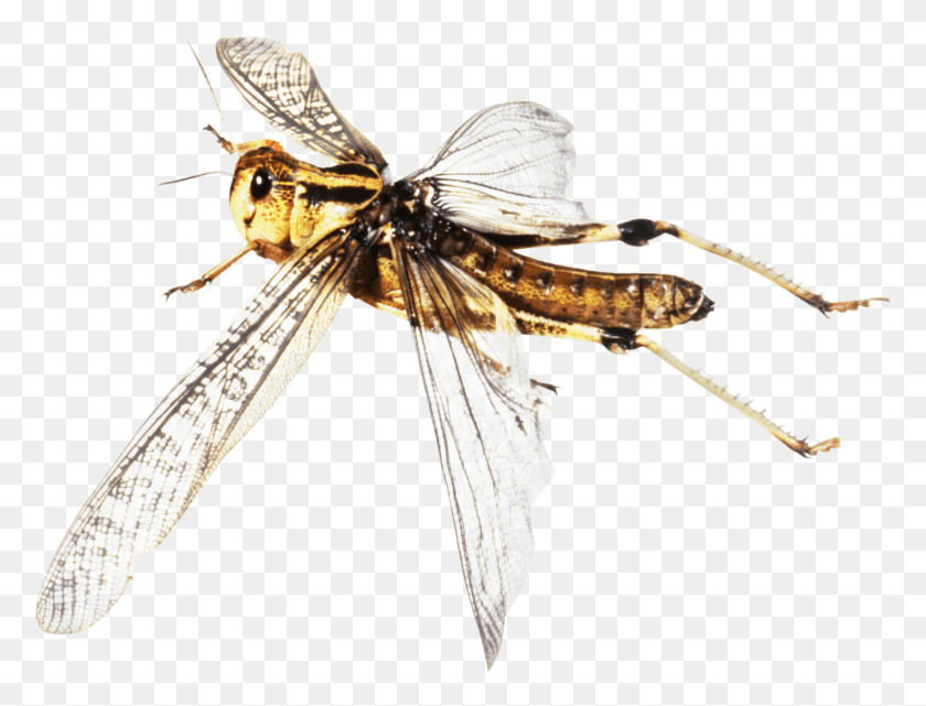1419x1058 Insecto Volador Png / Insecto Volador Hd Png
