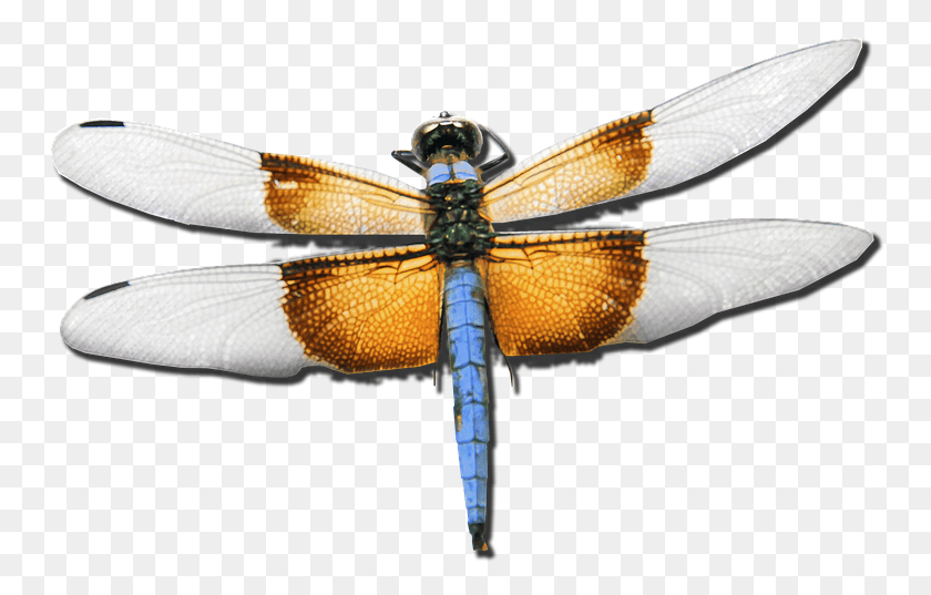 756x477 Flying Bug Transparent Free, Dragonfly, Insect, Invertebrate HD PNG Download
