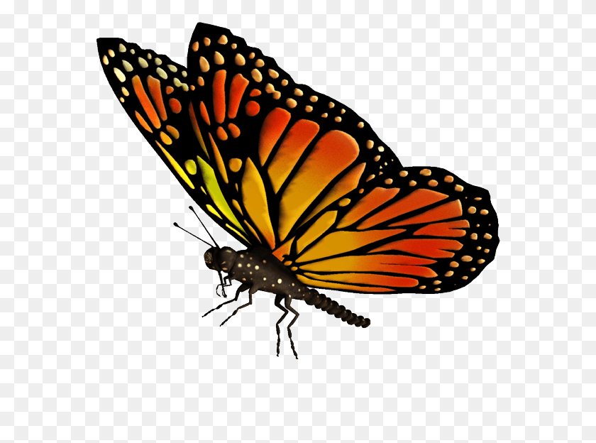 570x564 Flying Butterfly Images Flying Butterfly Transparent Background, Monarch, Insect, Invertebrate HD PNG Download