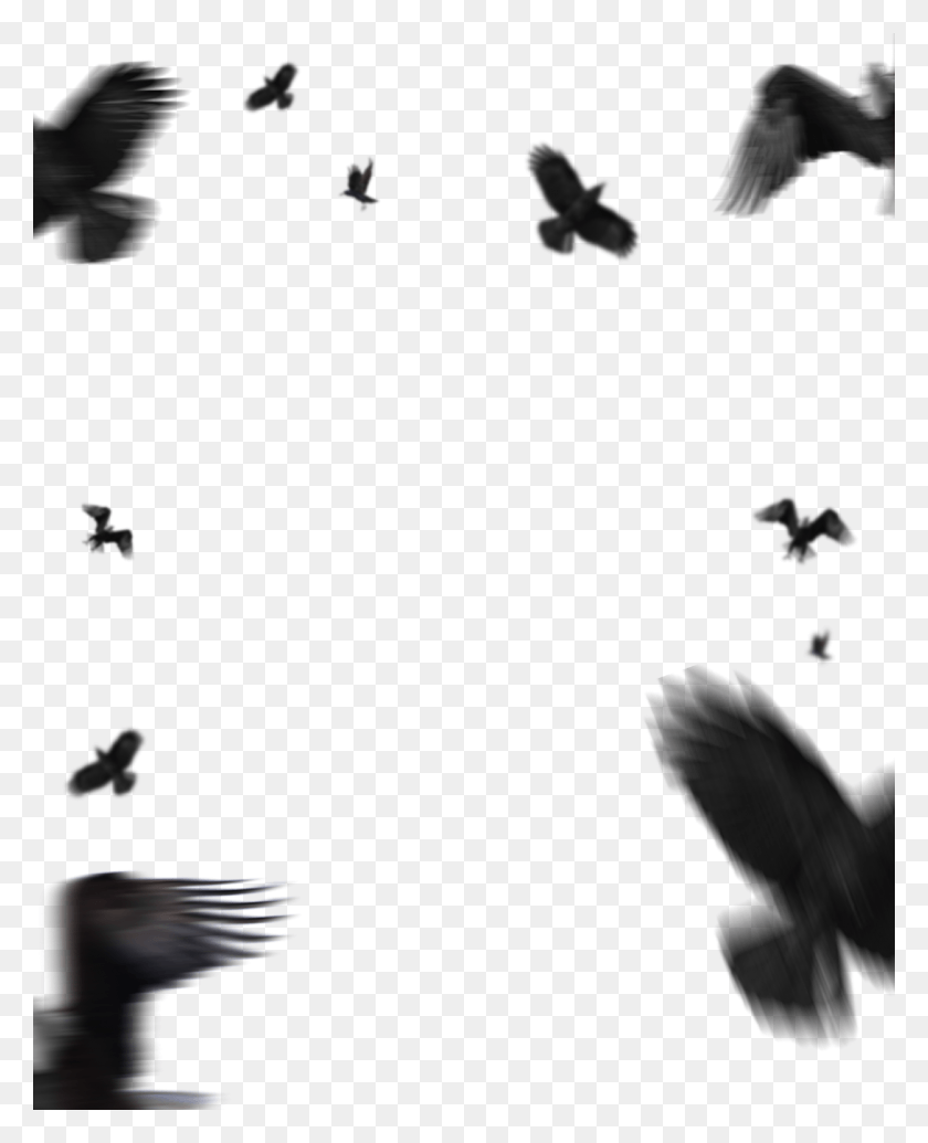 1440x1800 Flying Eagle Editing Picsart Lightroom Fondo, Pájaro, Animal, Persona Hd Png