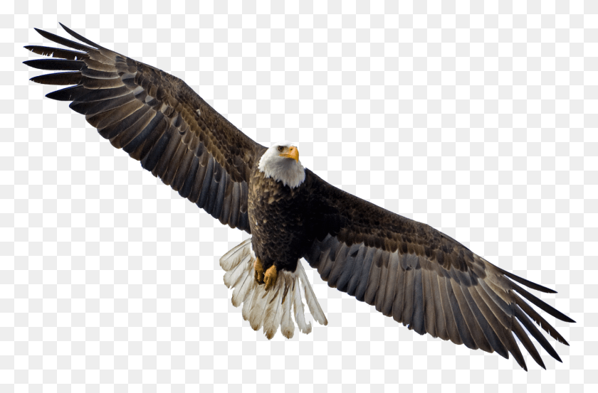 1478x935 Flying Eagle Image Flying Eagle Transparent Background, Bird, Animal, Bald Eagle HD PNG Download