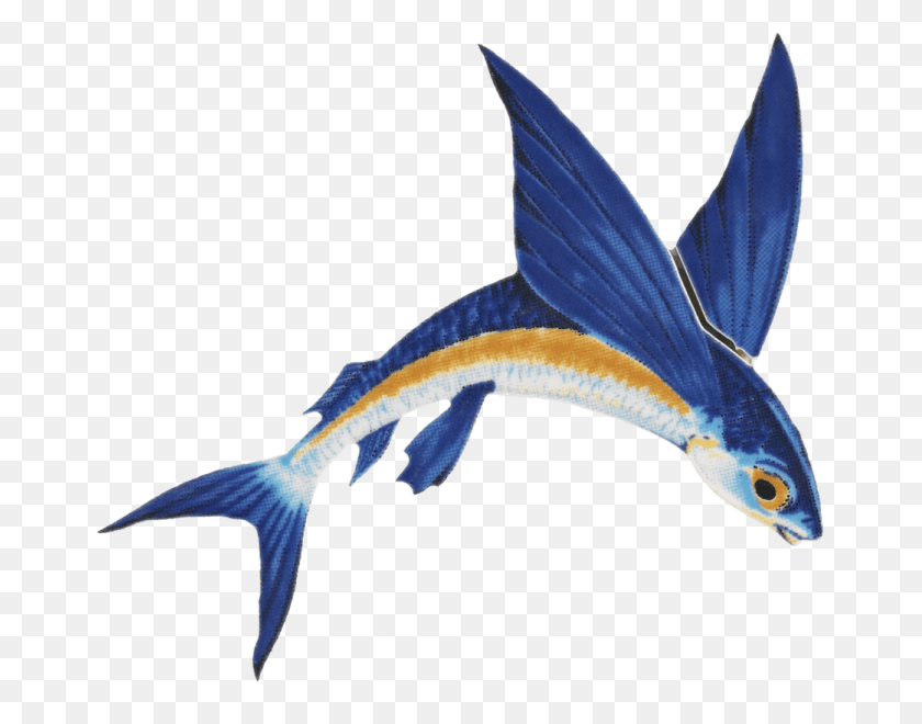 663x600 Flying Fish Barbados Flying Fish, Swordfish, Sea Life, Animal HD PNG Download