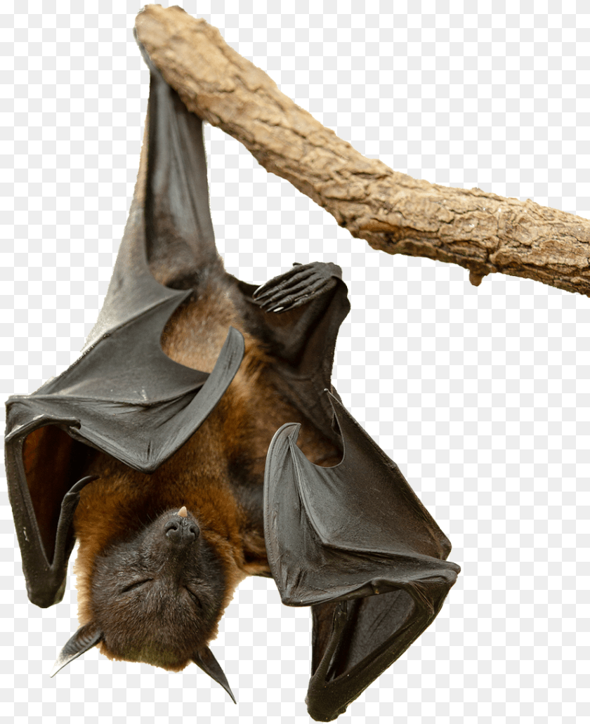 891x1094 Flying Fox 05 By Flying Fox, Animal, Mammal, Wildlife, Bat Clipart PNG